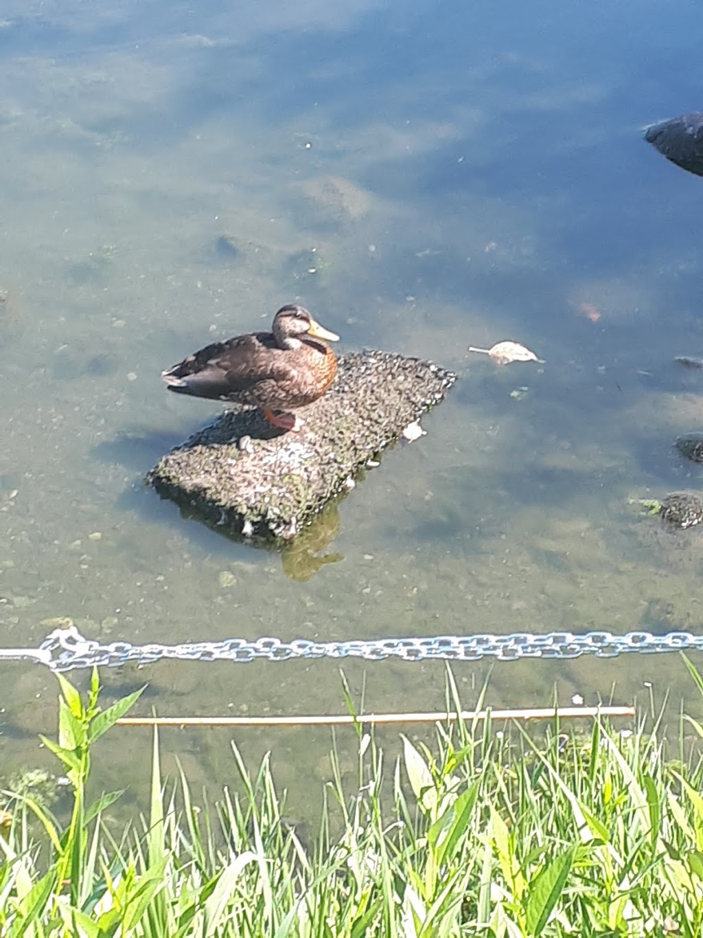 Art Mann Park | 5990 Indian Rd, Duncan, BC V9L 5L9, Canada