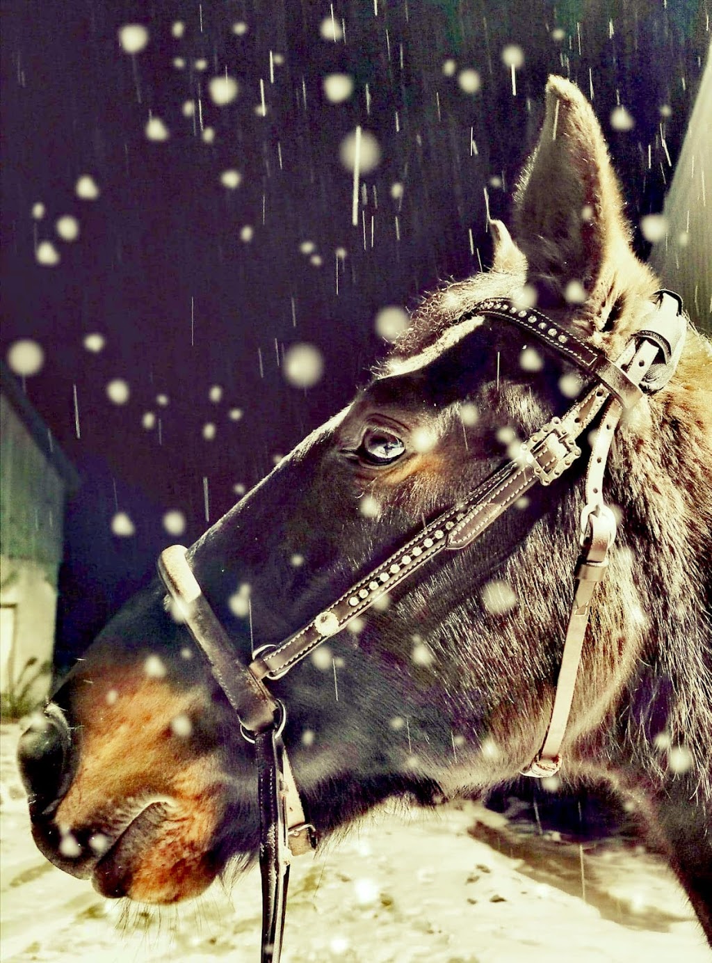 Charlie Hill Equine | 6090 Fourth Line, Orton, ON L0N 1N0, Canada | Phone: (519) 362-4914