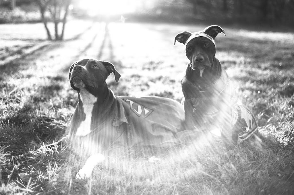 JShoebridge Photography | 81 Terradore Ln, Hammonds Plains, NS B4B 1S7, Canada | Phone: (902) 220-6553