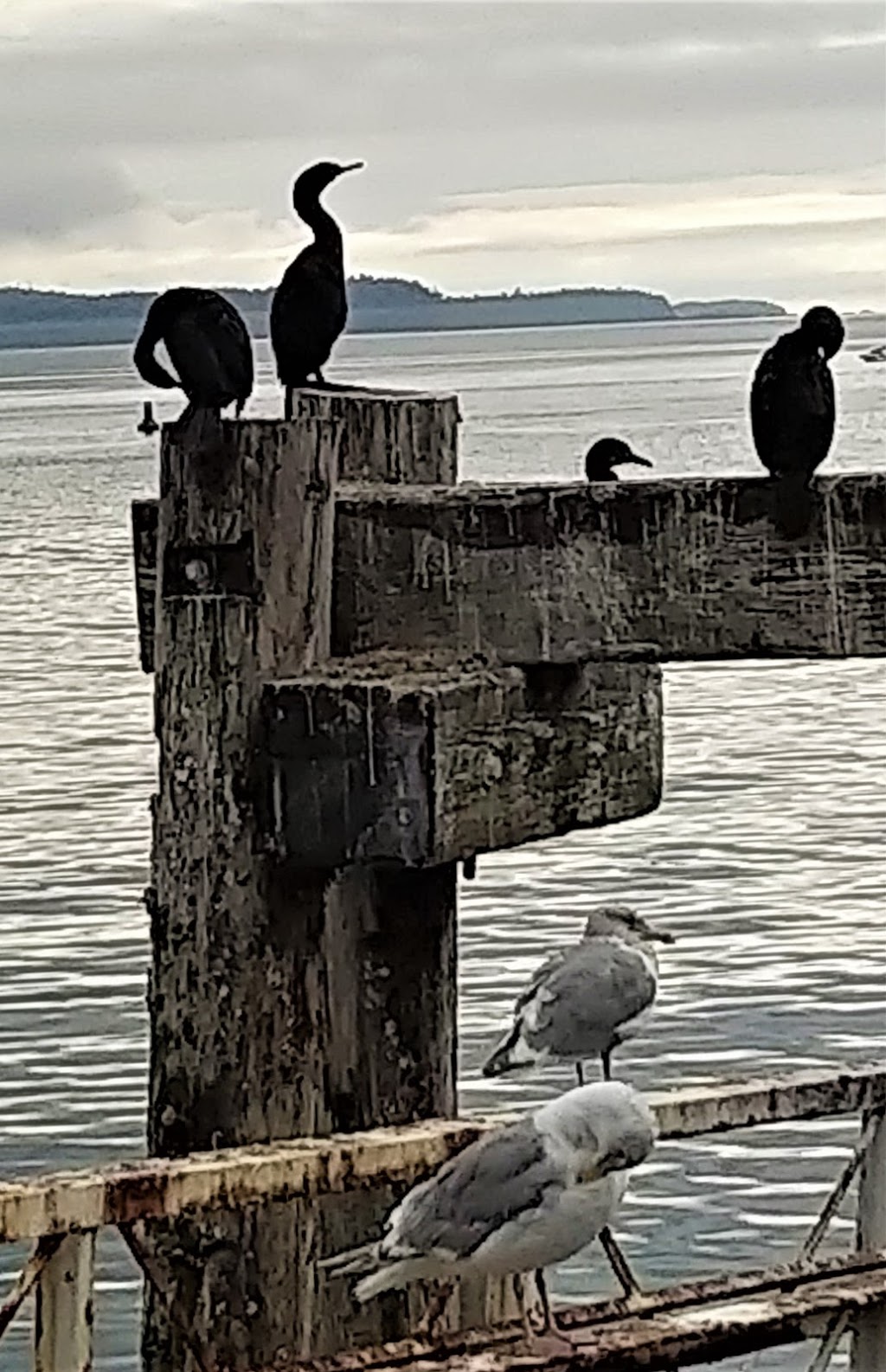 Seahouse Gallery | 2905 Fulford-Ganges Rd, Salt Spring Island, BC V8K 1X6, Canada | Phone: (250) 537-6413