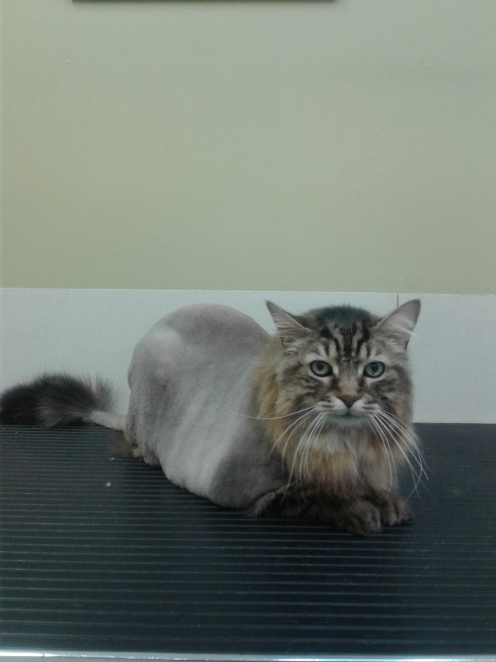 Auberge Canine Et Feline | 372 Chemin de la Grande-Côte, Boisbriand, QC J7G 1B1, Canada | Phone: (450) 437-1500