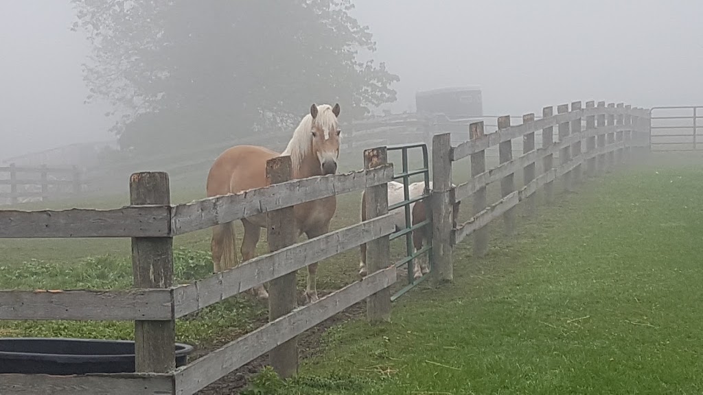 Maple Beech Farm | 796183 3rd Line E, Mulmur, ON L9V 0H2, Canada | Phone: (519) 925-9981