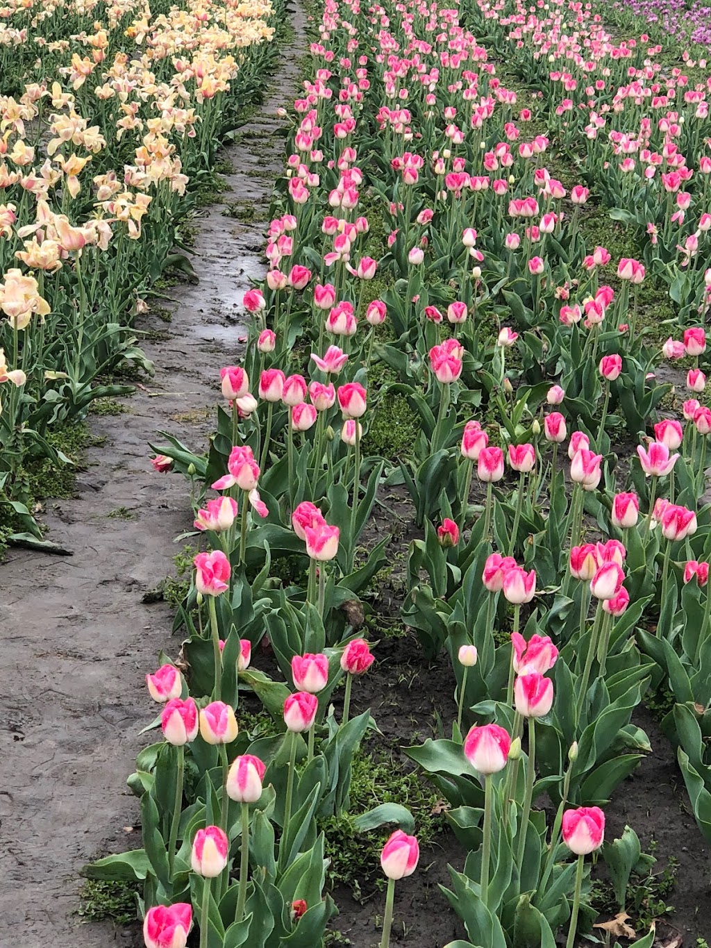 Belfast Tulips | 5265 Trans-Canada Hwy, Belfast, PE C0A 1A0, Canada | Phone: (902) 393-0792