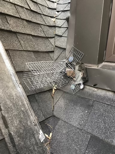Freedom Wildlife Animal Removal Services | 33 Robinson St, Hamilton, ON L8P 1Y8, Canada | Phone: (905) 741-1195