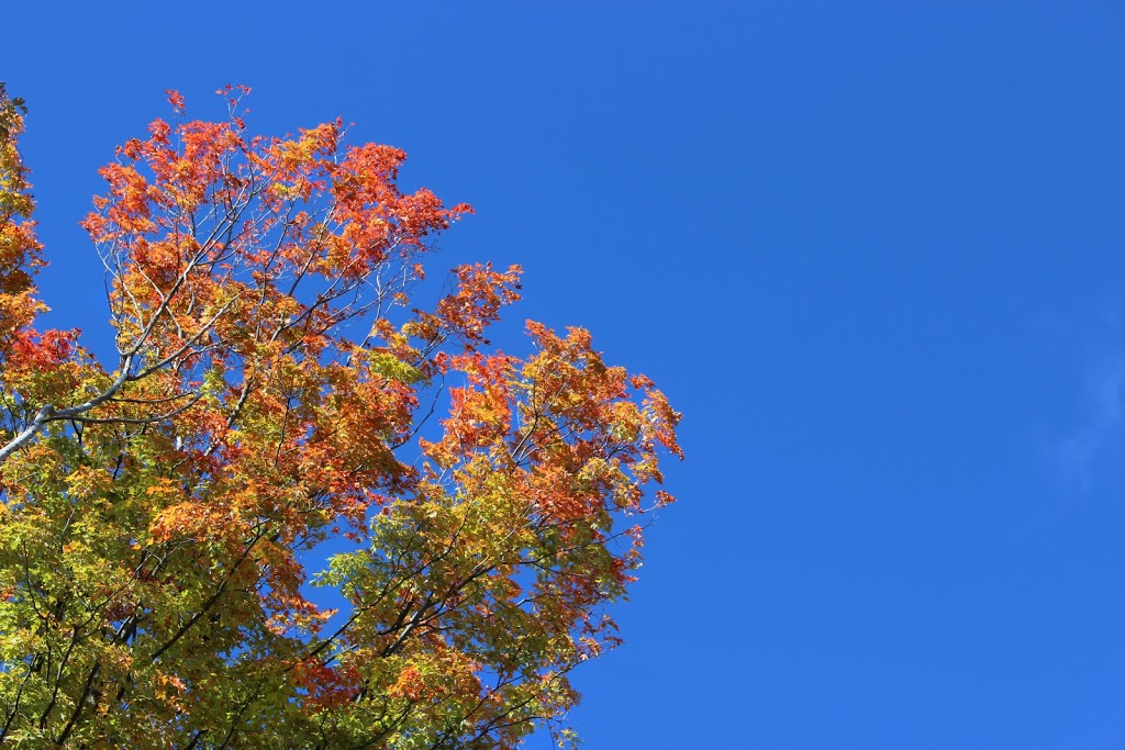 The Nature Preserve at Friday Harbour | 311 Big Bay Point Rd, Innisfil, ON L9S 2L3, Canada | Phone: (833) 812-8880