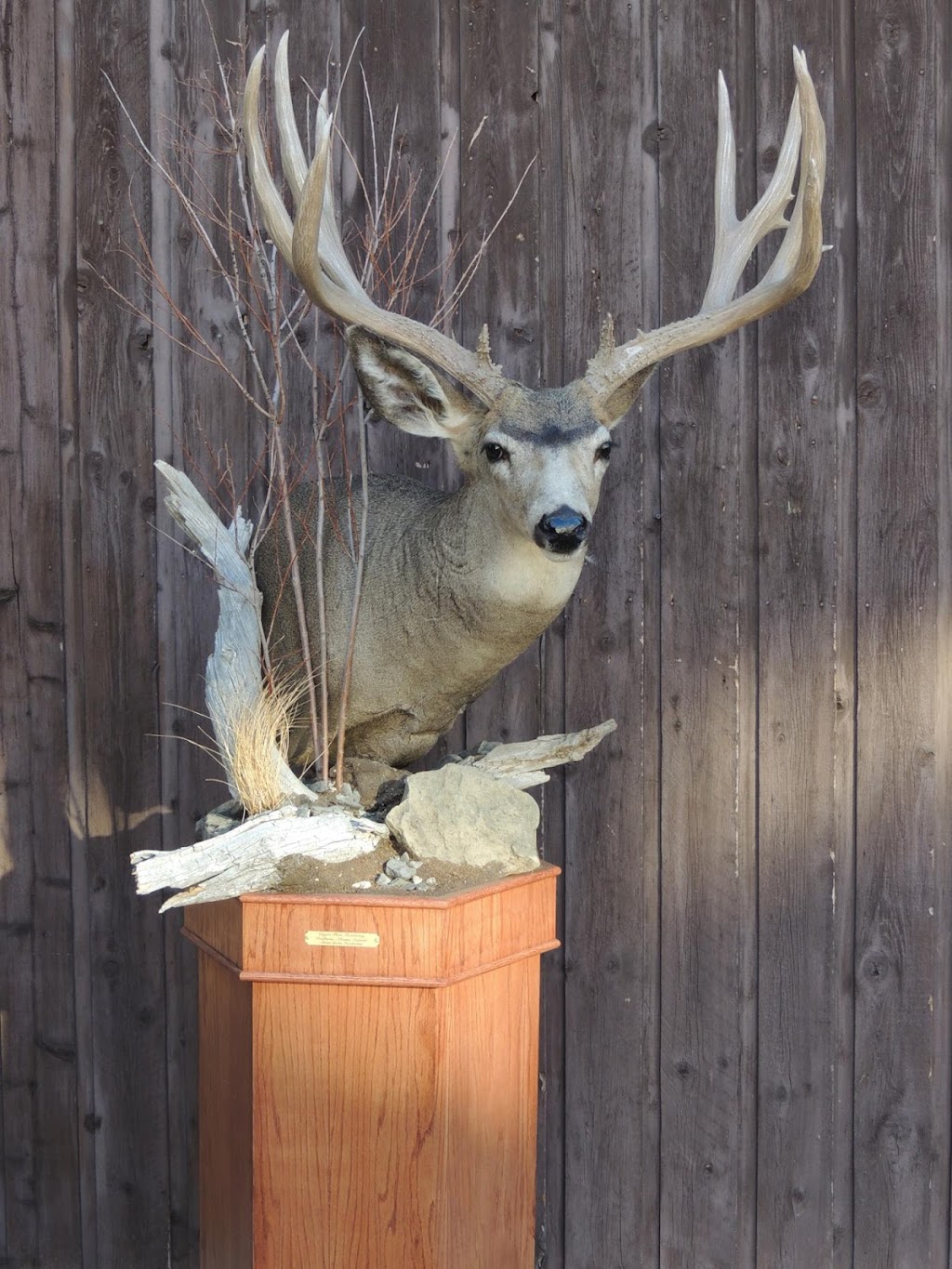 Coyote Flats Taxidermy | 5221 2 St, Coalhurst, AB T0L 0V0, Canada | Phone: (403) 381-3300
