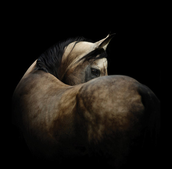 Energy Equine Veterinary | 281056 Dickson Stevenson Trail, Rocky View No. 44, AB T4B 4L5, Canada | Phone: (403) 700-0818