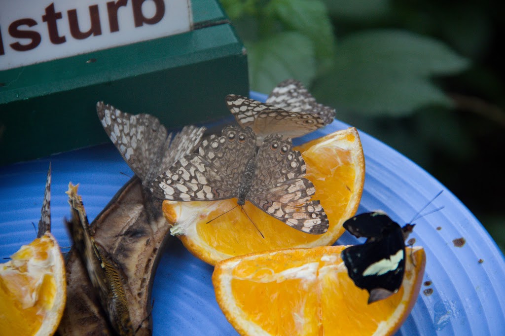 Butterfly Café | 2405 Niagara Pkwy, Niagara Falls, ON L2E 3E8, Canada | Phone: (905) 356-7536