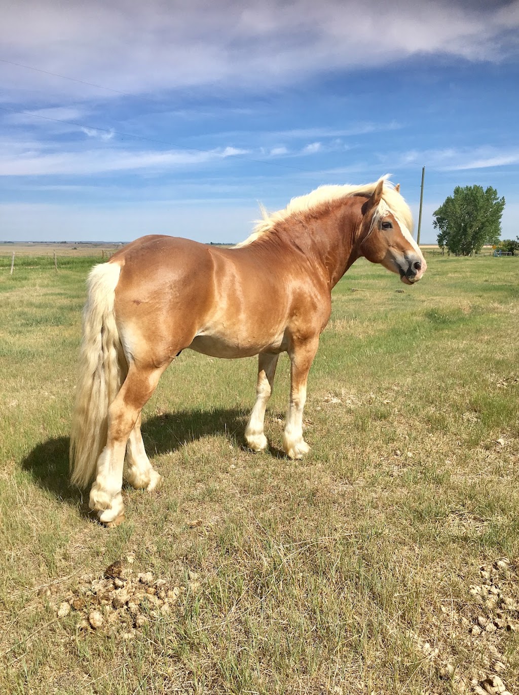 Alberta Family Horses Haflingers | AB-873, Rainier, AB T0J 2M0, Canada | Phone: (403) 363-2621