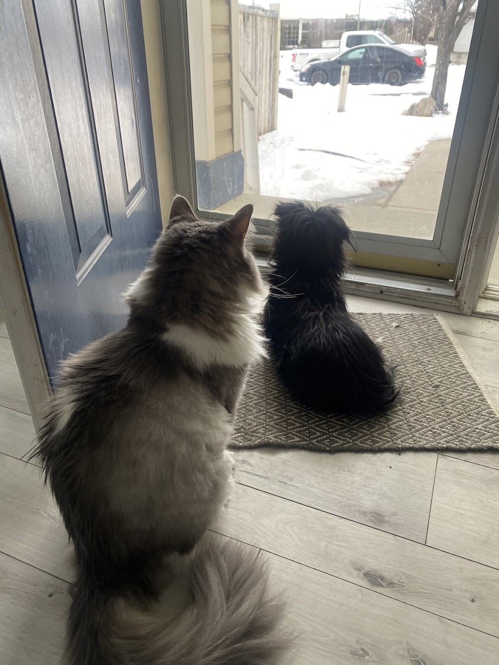 Anti-Floof Cat Grooming | 119 River Rock Pl SE, Calgary, AB T2C 4P5, Canada | Phone: (587) 897-1938