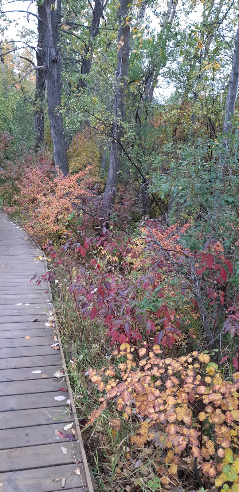 Silver throne park | Silver Springs, Calgary, AB T3B 3P5, Canada