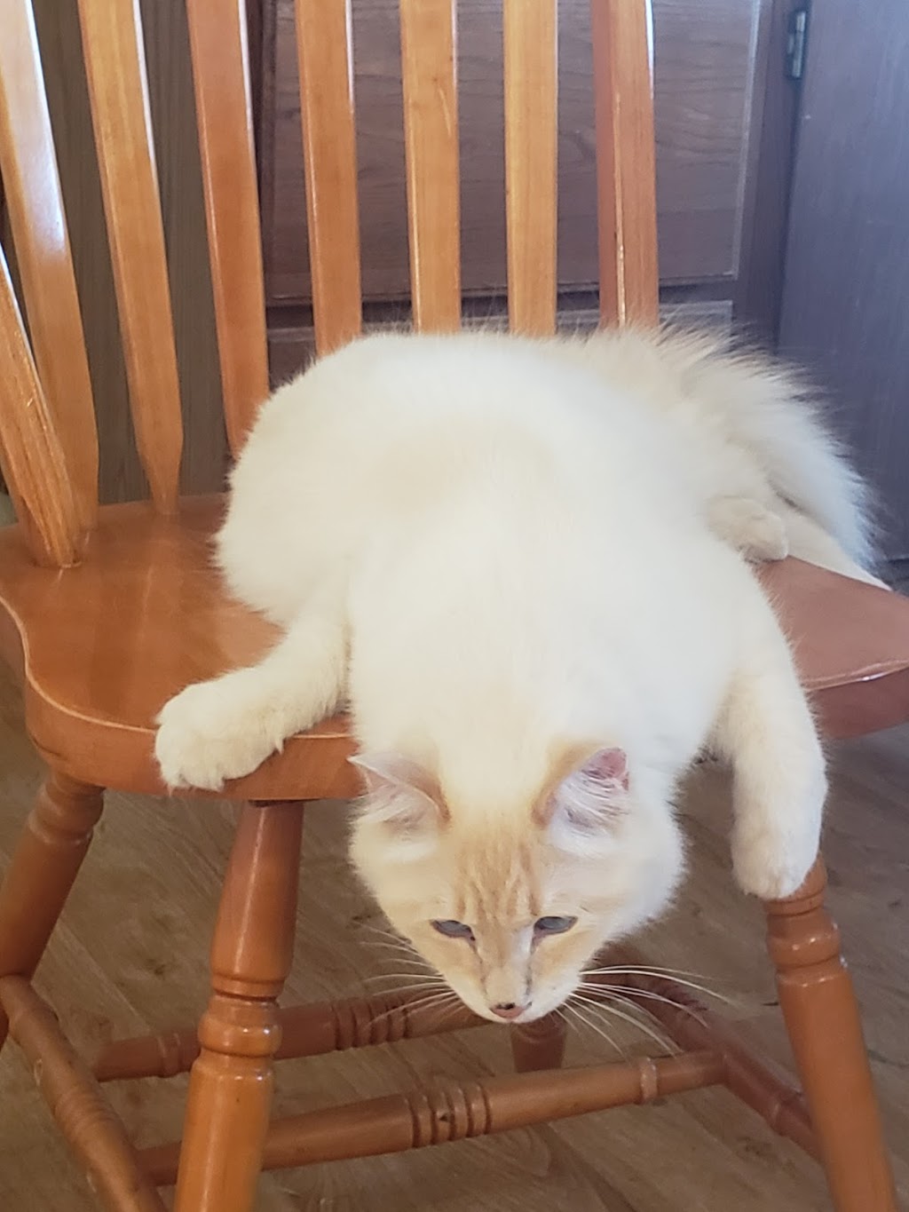 Purr Inn | 240077, Range Rd 240, Strathmore, AB T1P 1J6, Canada | Phone: (403) 901-4333