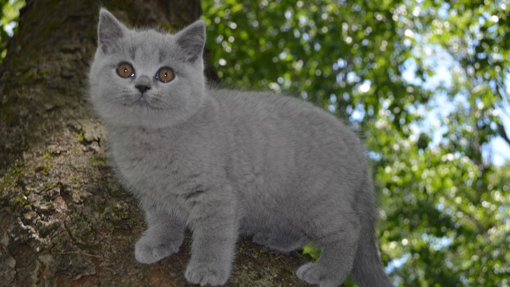 Blubears Cattery | 111 White Ct, Miramichi, NB E1V 1Z8, Canada | Phone: (506) 622-2574