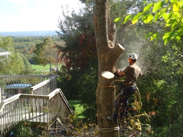 Ground to Crown Tree Services | 4537 Prospect Rd, Kentville, NS B4N 3V8, Canada | Phone: (902) 679-8733