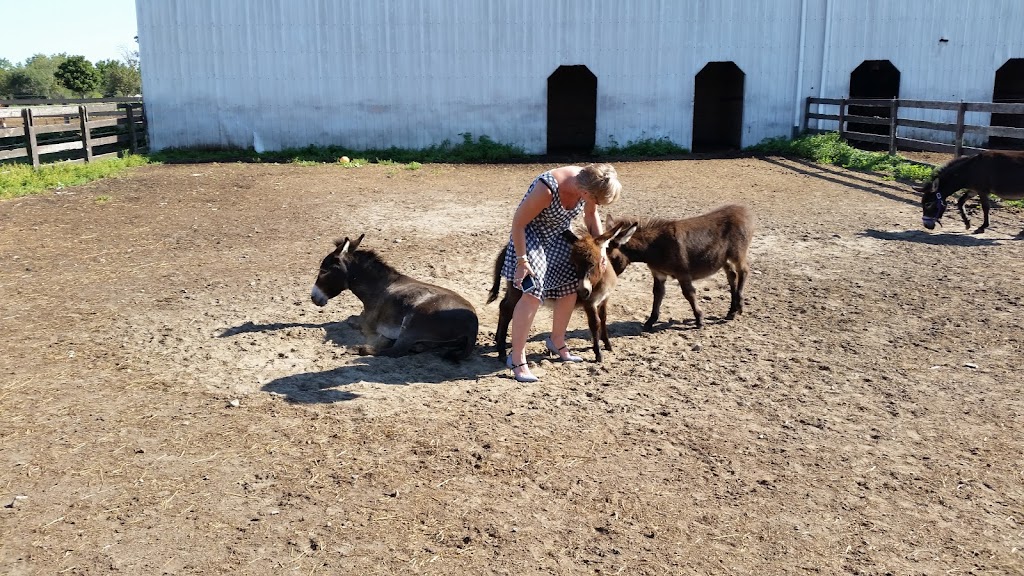 Whispering Hearts Horse Rescue | 1652 Concession 10 Walpole, Hagersville, ON N0A 1H0, Canada | Phone: (905) 768-9951