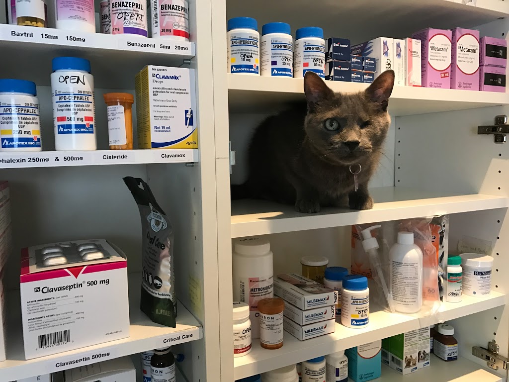 King Hopkins Pet Hospital | 120 Hopkins St, Whitby, ON L1N 2B7, Canada | Phone: (905) 665-6369
