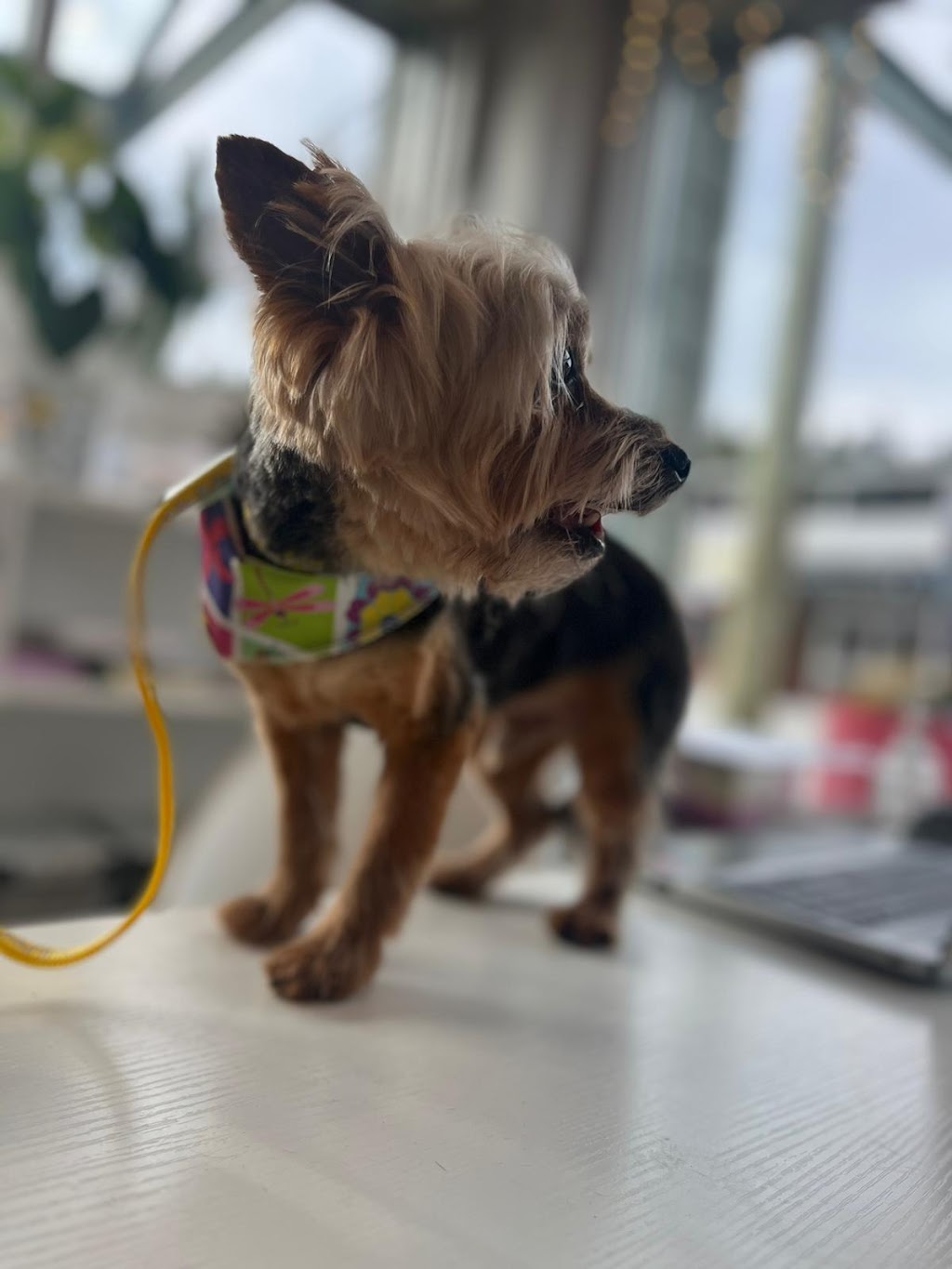 Pets Heaven Grooming | 6650 Royal Ave, West Vancouver, BC V7W 2B8, Canada | Phone: (604) 281-1101