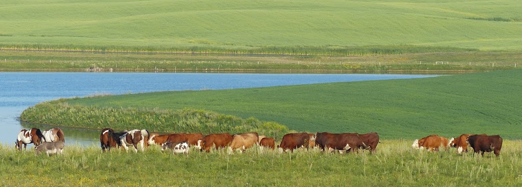 Lakeview Simmentals | Box 65, Curtis Mattson, Meacham, SK S0K 2V0, Canada | Phone: (306) 944-4220