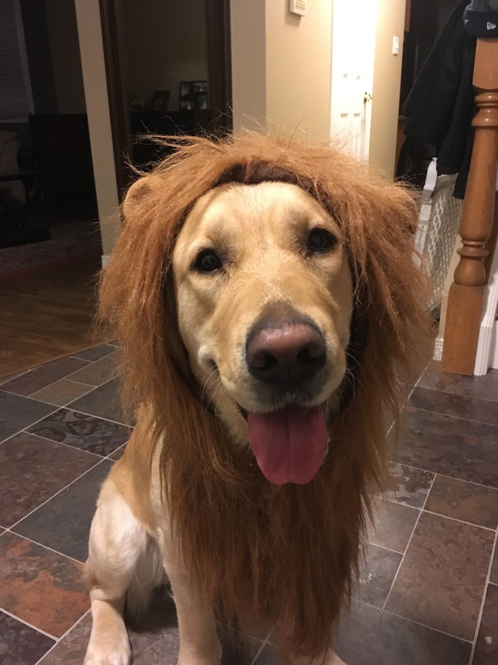 Doc Pawsitive Professional Pet Care Services | 264 ON-5, Dundas, ON L9H 5E2, Canada | Phone: (905) 630-2029