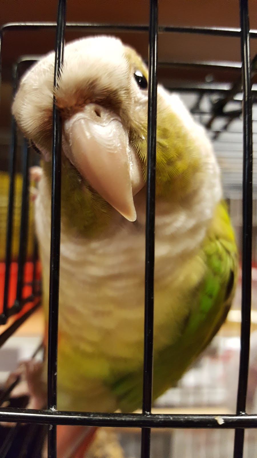 Paulmacs Pets | 12311 Hwy 35, Heritage Plaza, Minden, ON K0M 2K0, Canada | Phone: (705) 286-1172