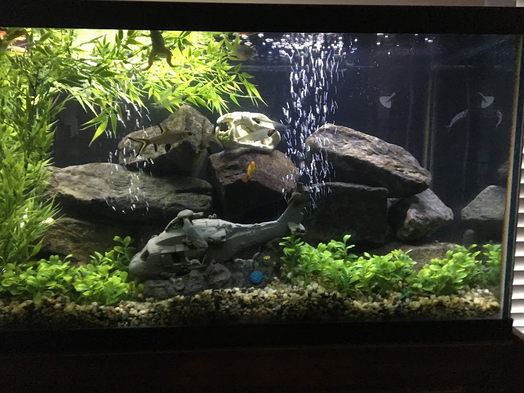 Shiny Fish Ltd | 14770 64 Ave #103, Surrey, BC V3S 1X7, Canada | Phone: (604) 649-1301