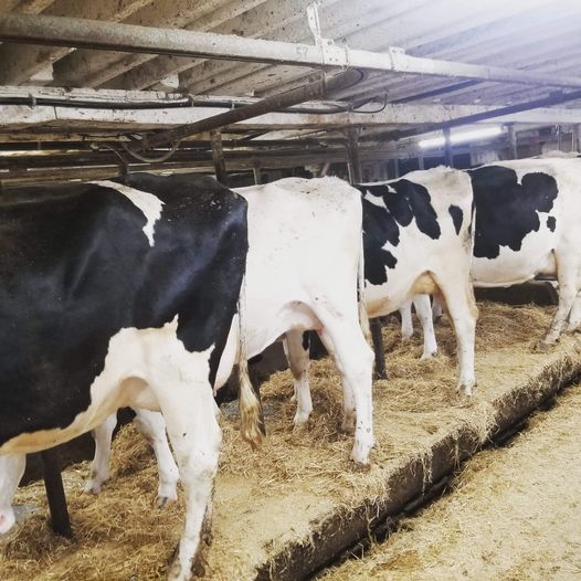 Ferme Féodal | 125 Rang des Fiefs, Saint-Raphaël, QC G0R 4C0, Canada | Phone: (418) 243-2012