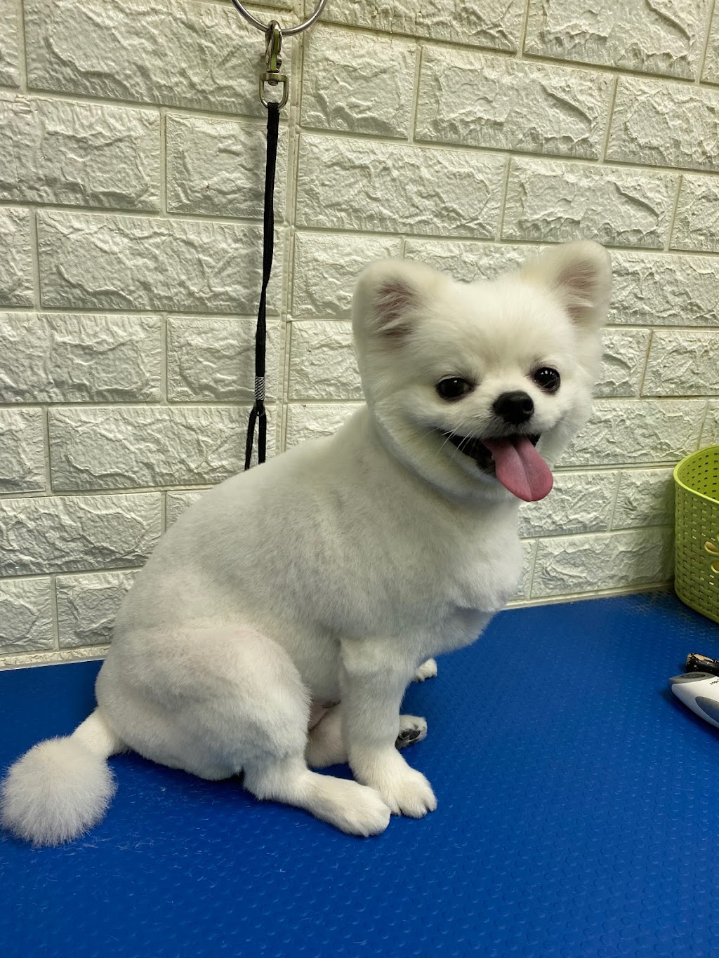 Honey Dog Grooming | 6840 Cedar Rose Ct, Burnaby, BC V5J 5J7, Canada | Phone: (236) 995-6840