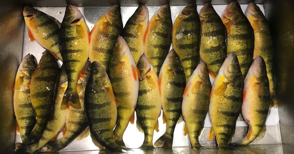 Fish On Ice Fishing Guides | 50 Lake Dr N, Keswick, ON L4P 1A5, Canada | Phone: (647) 818-1359