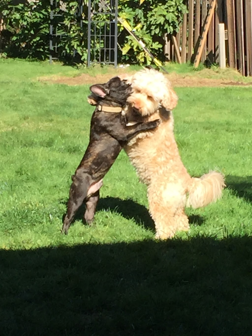 Doggy Dos & Donts | 3510 Bishop Pl, Coquitlam, BC V3E 0K2, Canada | Phone: (778) 896-5600