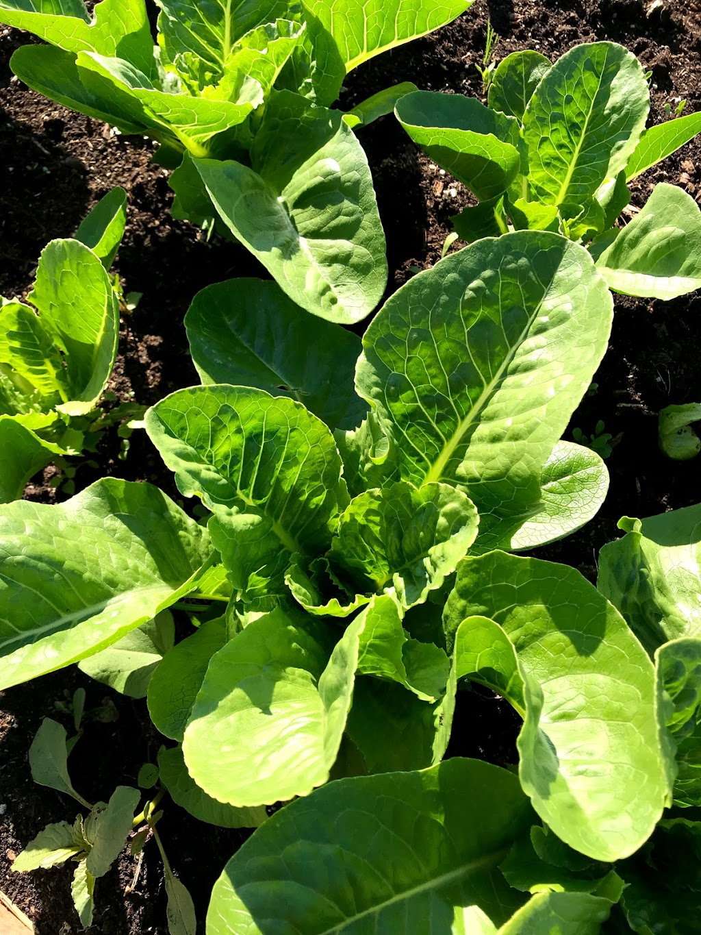 Burnaby and Region Allotment Garden | Meadow Ave, Burnaby, BC V3N 1Y6, Canada