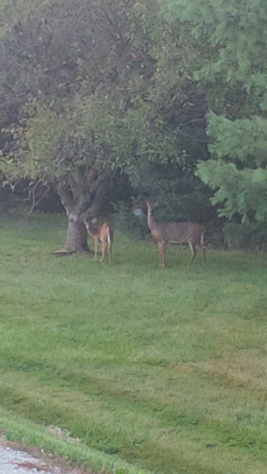 Royaleigh Acres | 9575 Side Rd 5, Erin, ON N0B 1T0, Canada | Phone: (905) 616-0513