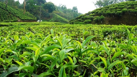 Tealicious Tea Company Bou-TEA-que | 19123 67a Ave, Surrey, BC V4N 6A6, Canada | Phone: (604) 372-4832