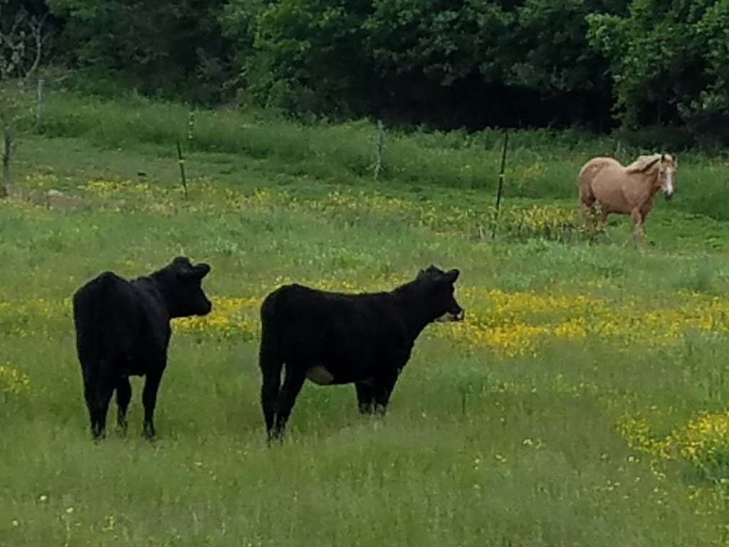 Windy Pines Farm | 10379 Crump Rd, Holland, NY 14080, USA | Phone: (716) 560-6116