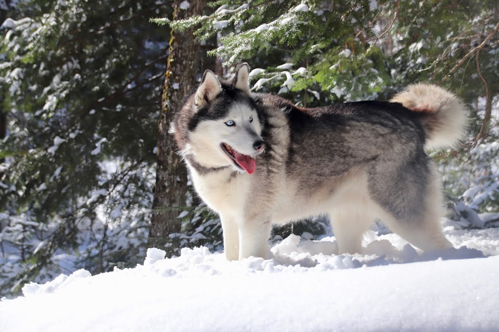 Happy Tails Pet Resort & Camp | 1393 Brunel Rd, Huntsville, ON P1H 2J3, Canada | Phone: (705) 789-9181