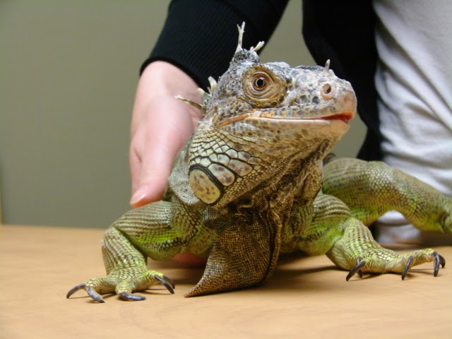 Campus Estates Animal Hospital | 1460 Gordon St, Guelph, ON N1L 1C8, Canada | Phone: (519) 837-1212