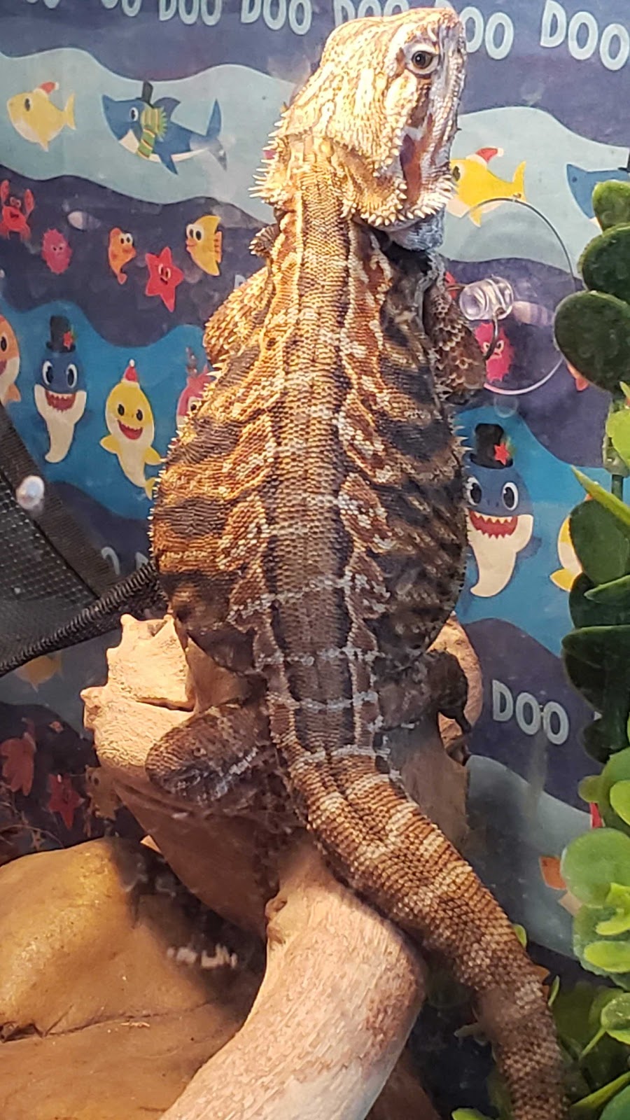 Mackinnon Reptiles | 182 Foster St, Berwick, NS B0P 1E0, Canada | Phone: (902) 691-0455