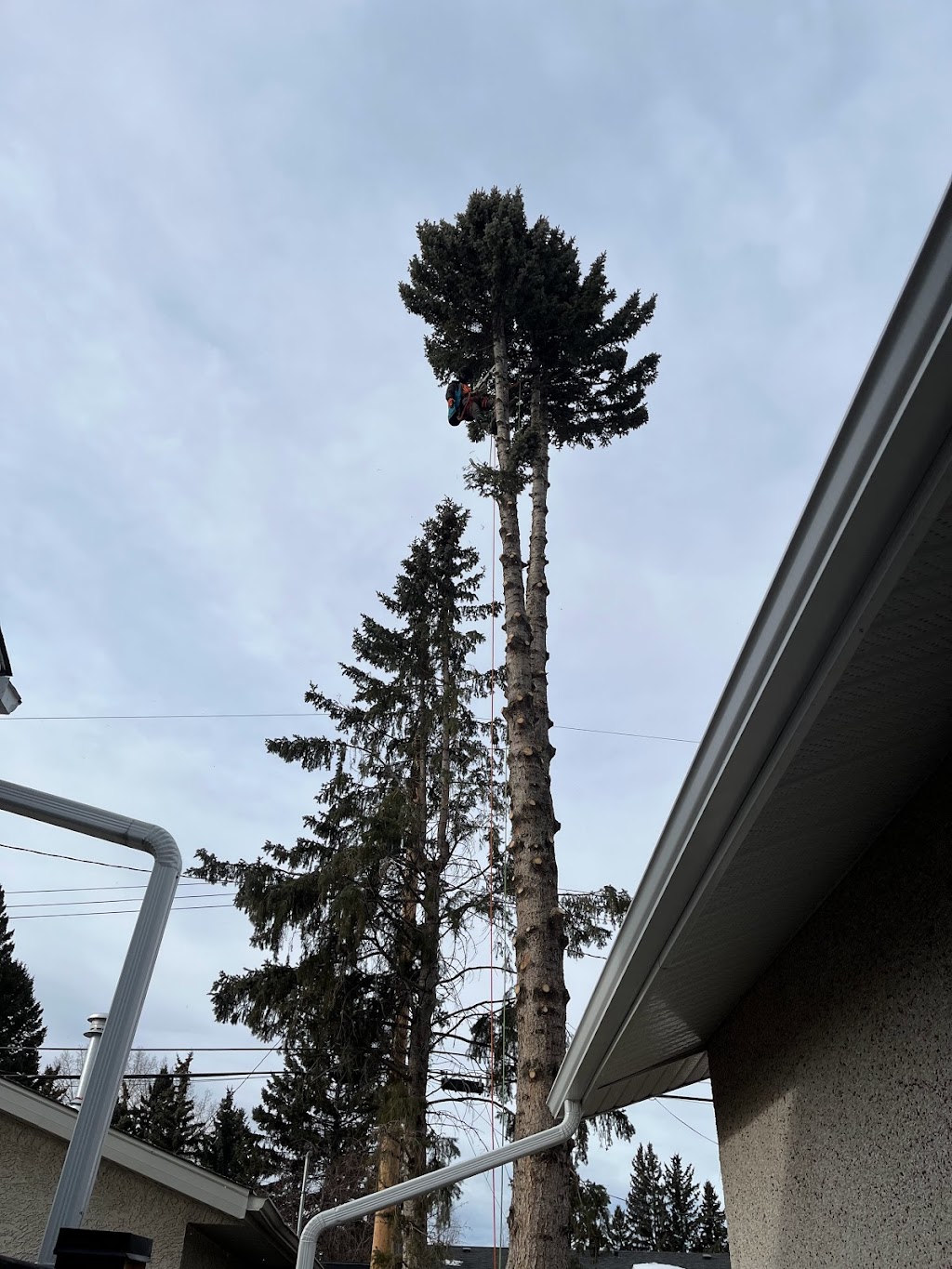 Alberta Tree Masters -Tree Service - Tree Removal & Tree Pruning | 28 Edgeford Pl NW, Calgary, AB T3A 2T2, Canada | Phone: (587) 438-5733