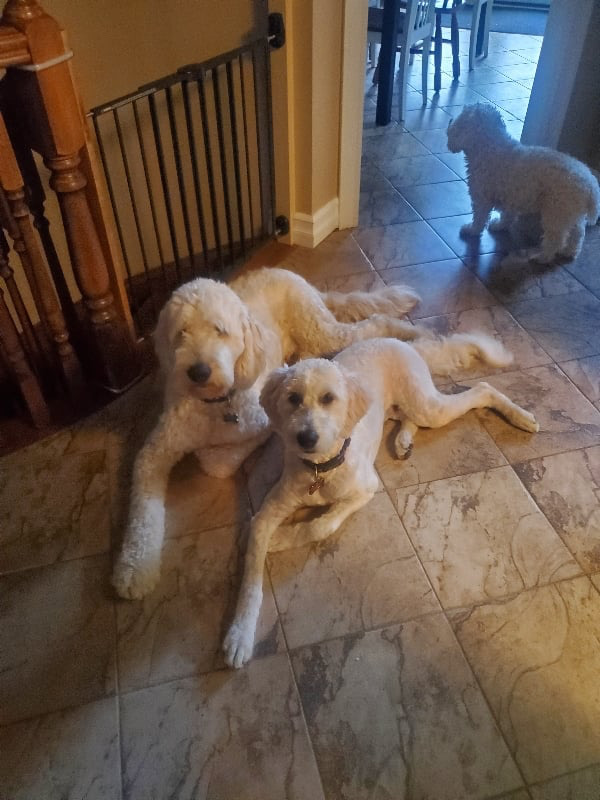 Daisy’s Golden Doodles | 1064 Bronk Rd, Belleville, ON K0K 2V0, Canada | Phone: (613) 242-5754