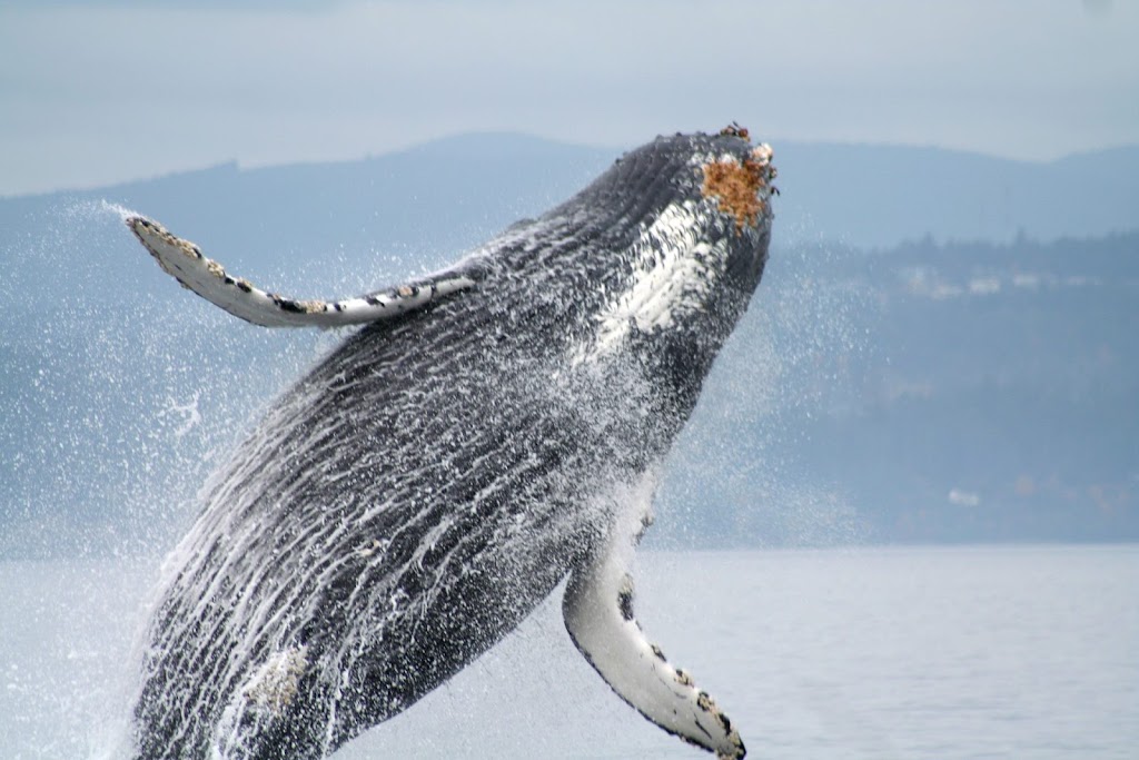Orca Spirit Whale Watching Adventures | 17293 Parkinson Rd, Port Renfrew, BC V0S 1K0, Canada | Phone: (250) 383-8411