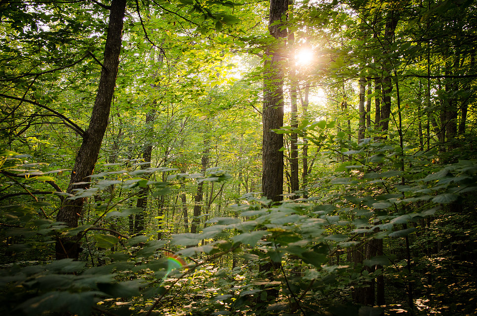 Elements luxury tented camp | 793 Storyland Rd, Renfrew, ON K7V 3Z8, Canada | Phone: (613) 432-8000