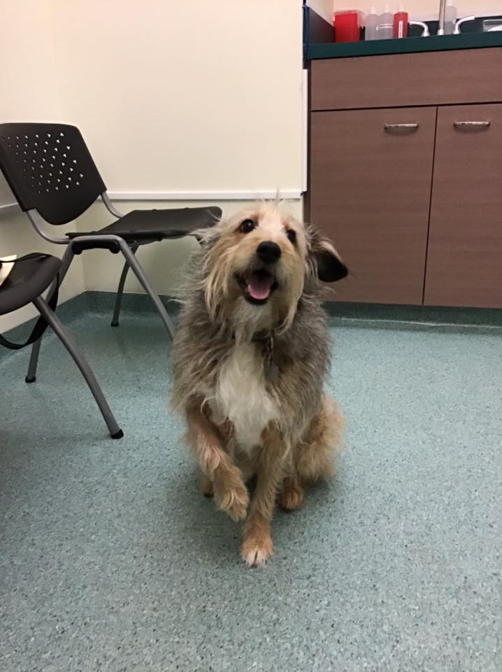 Kenaston Veterinary Hospital | 110-2355 McGillivray Blvd, Winnipeg, MB R3Y 0A1, Canada | Phone: (204) 219-6607