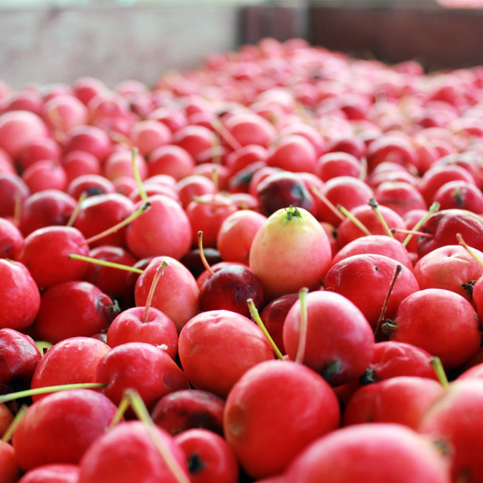 Appleflats | 2146 Line 34, Shakespeare, ON N0B 2P0, Canada | Phone: (519) 900-3057