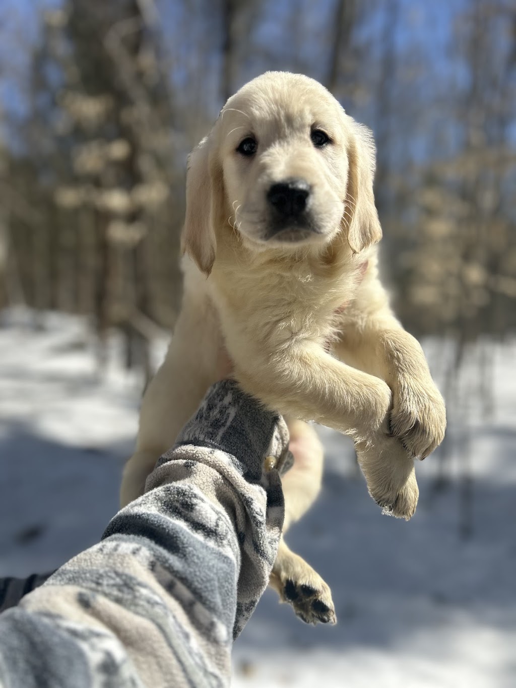 Élevage Golden retriever la cité Golden retriever | Côte St Ambroise, Saint-Lin - Laurentides, QC J5M 1H2, Canada | Phone: (438) 459-1858