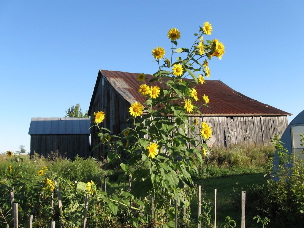 Kitchen Table Seed House | 602 Rd 95 Wolfe Island, Frontenac Islands, ON K0H 2Y0, Canada | Phone: (613) 385-8569