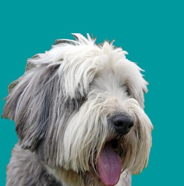Aspen Trails Veterinary Clinic | 3890 Sherwood Dr Unit# 930, Sherwood Park, AB T8H 0Z9, Canada | Phone: (780) 570-1666
