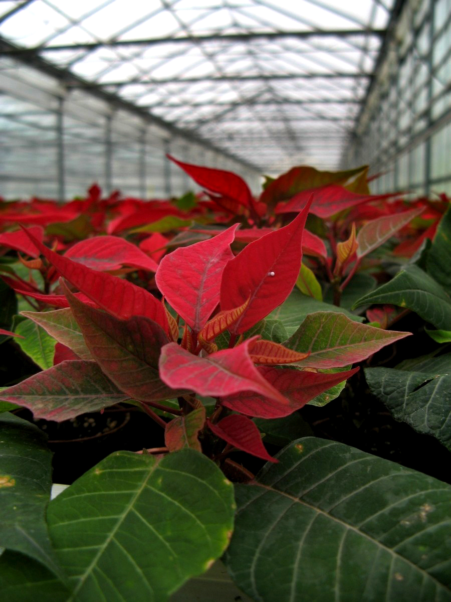 Harster Greenhouses | 250 Hamilton Regional Rd 8, Hamilton, ON L9H 5E1, Canada | Phone: (905) 628-2430