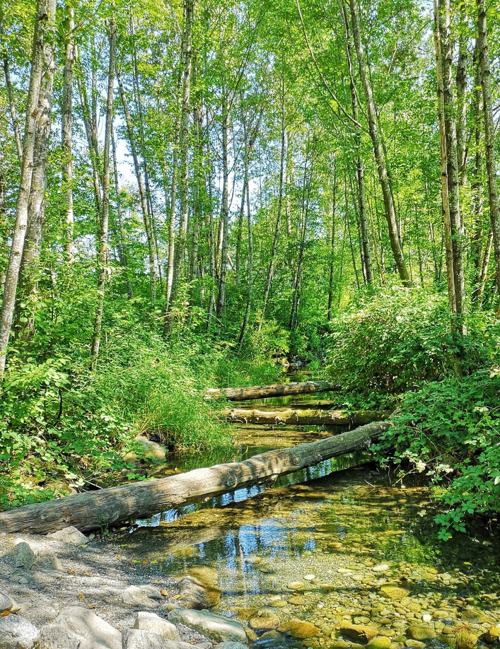 Browne Creek Wetlands | 5205 Browne Rd, Chilliwack, BC V2R 4R3, Canada