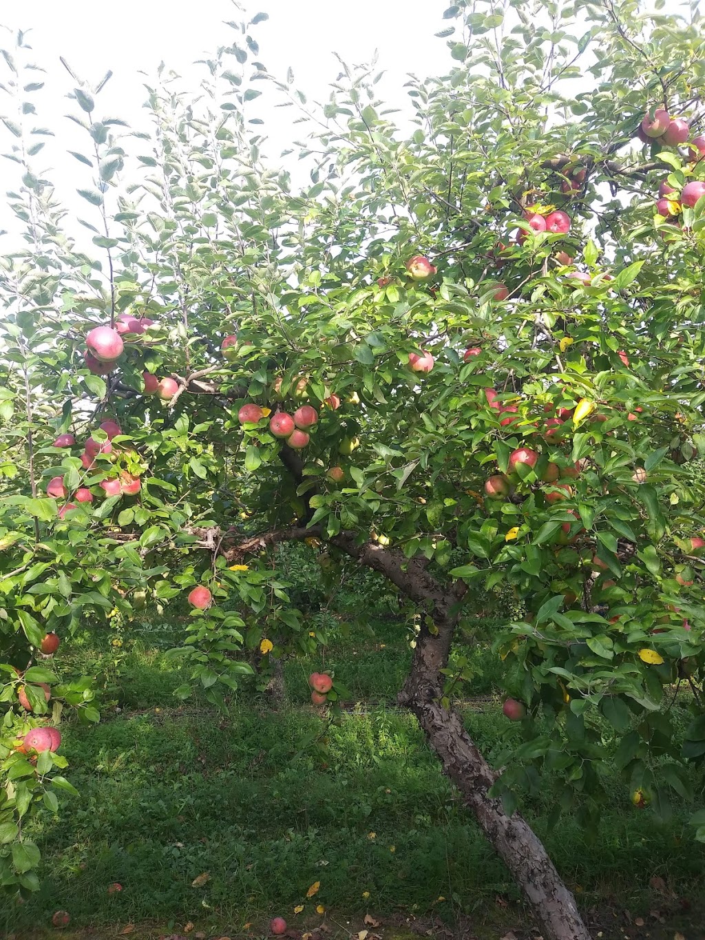 Scotview Orchards | 159 Norwich Rd, Scotland, ON N0E 1R0, Canada | Phone: (519) 446-2476