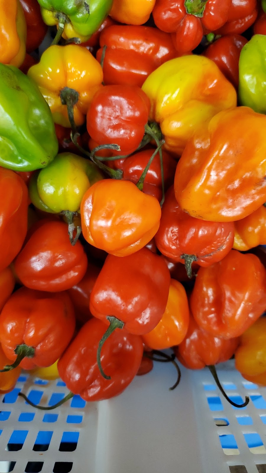 Amerex Caribbean Grocers | 707 Kennedy Rd, Scarborough, ON M1K 2C1, Canada | Phone: (905) 598-3525