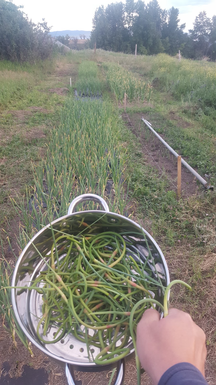 Durant Gourmet Garlic | 7272 L & a Rd, Vernon, BC V1B 3S8, Canada
